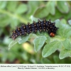 melitaea abbas turanchay larva6b